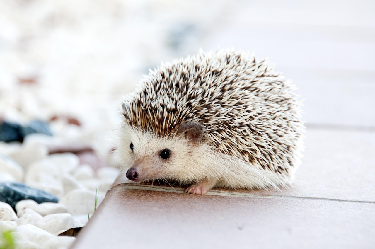 Pocket-Sized Pets: Small Animal Breeds for Every Home