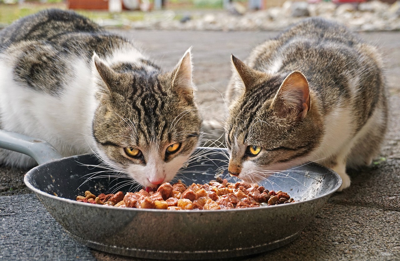 Feeding Felines: A Guide to Cat Dietary Needs