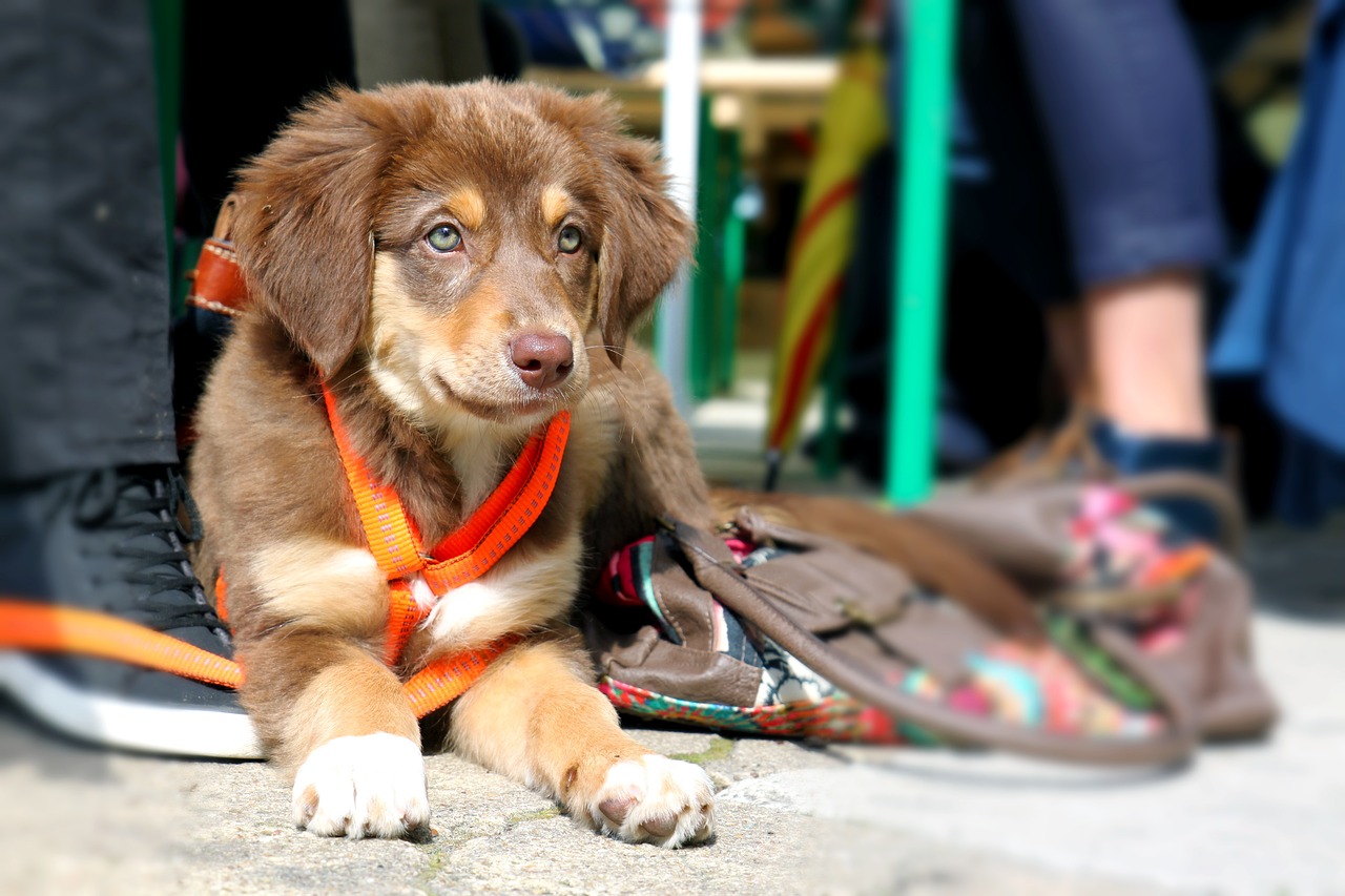 Pet Playtime: Fun Activities to Keep Your Furry Friend Happy