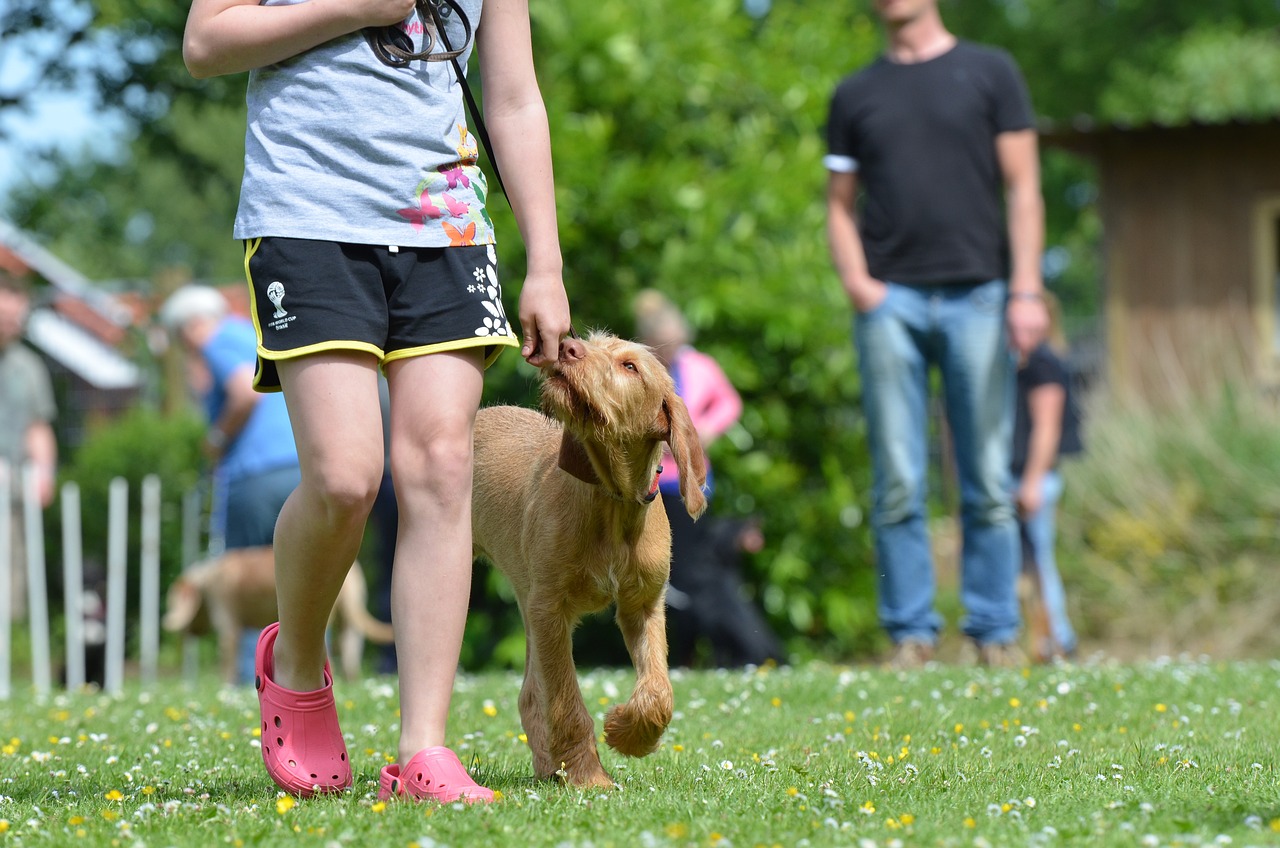 Clicker Training: Shaping Positive Behavior in Pets