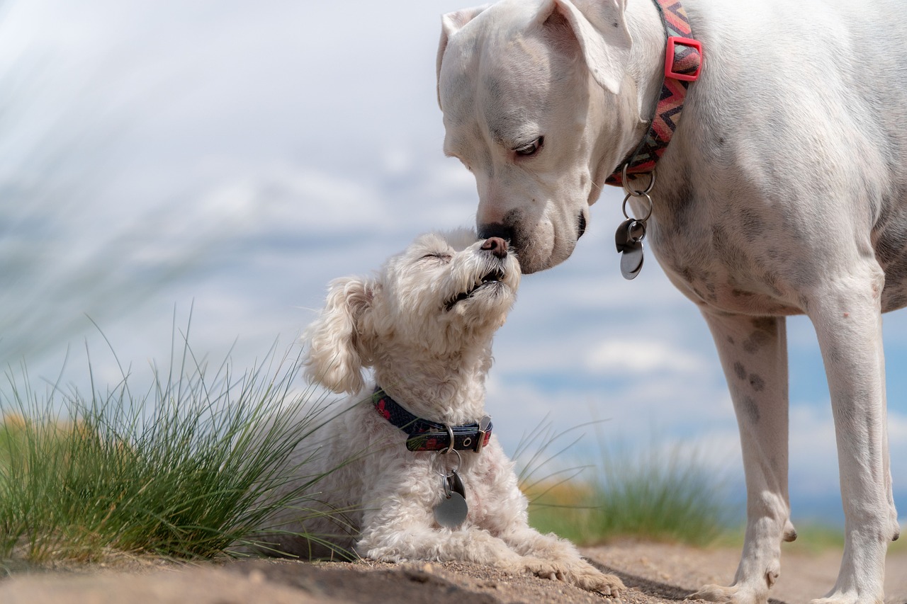 Pet Psychology: Insights into Your Furry Friend’s Mind