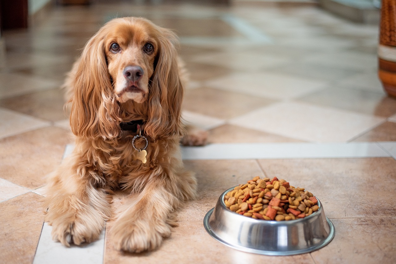 Top Picks for Pet Food: Quality Nutrition for Your Pet