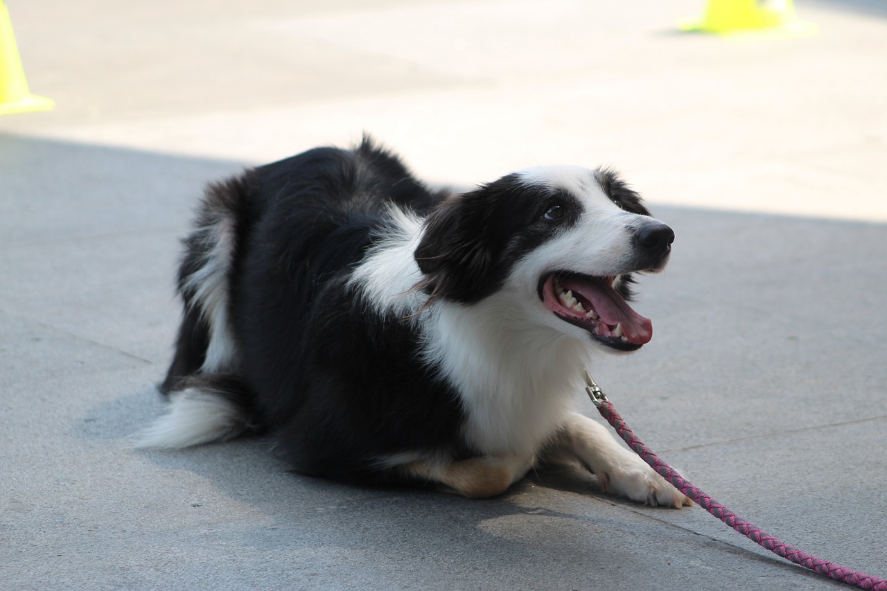 Leash Manners 101: Walking Your Pet with Confidence