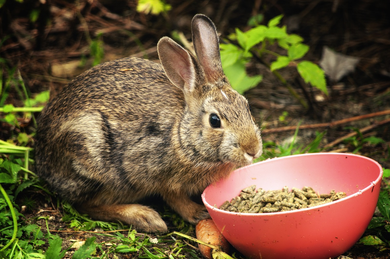 Balanced Bowls: Customized Diets for Your Pet