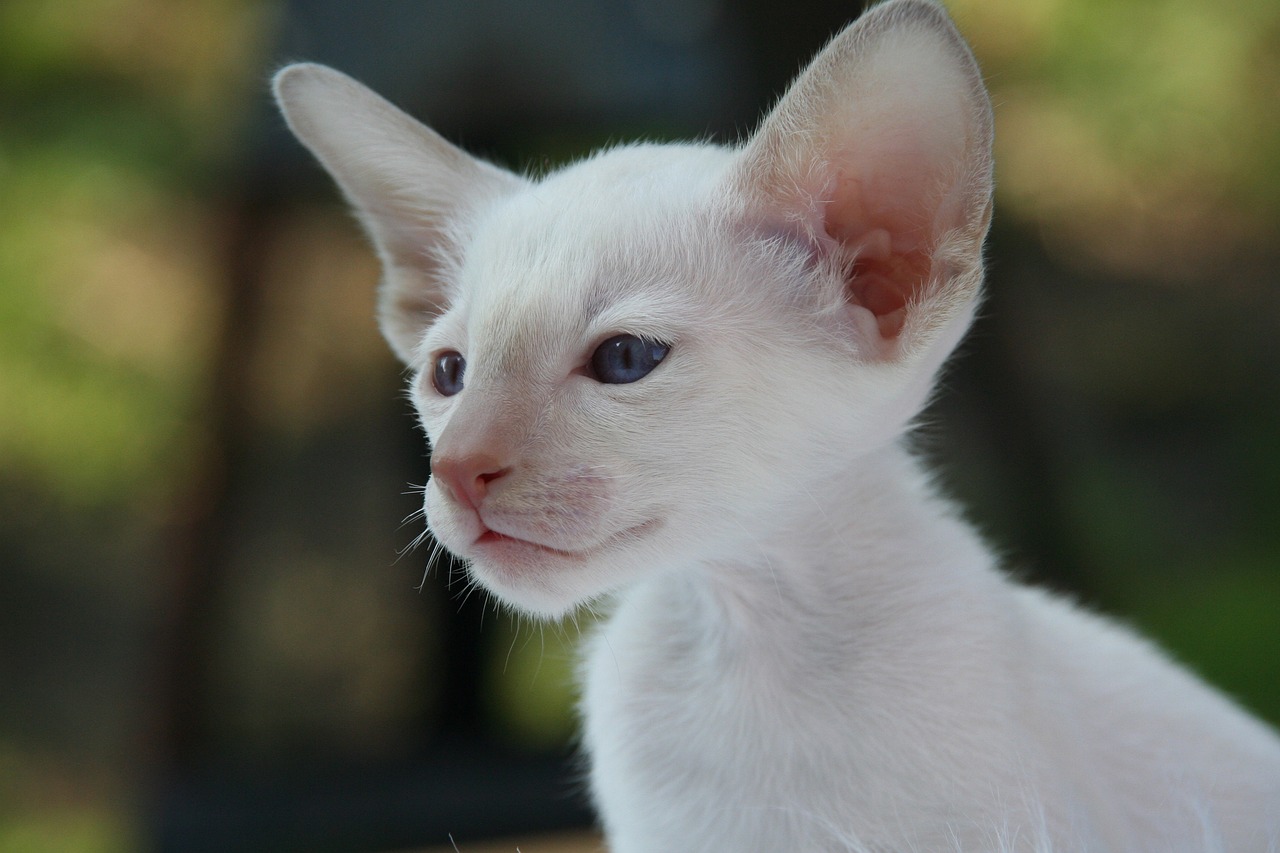 Healthy Pets, Happy Hearts: A Guide to Pet Wellness