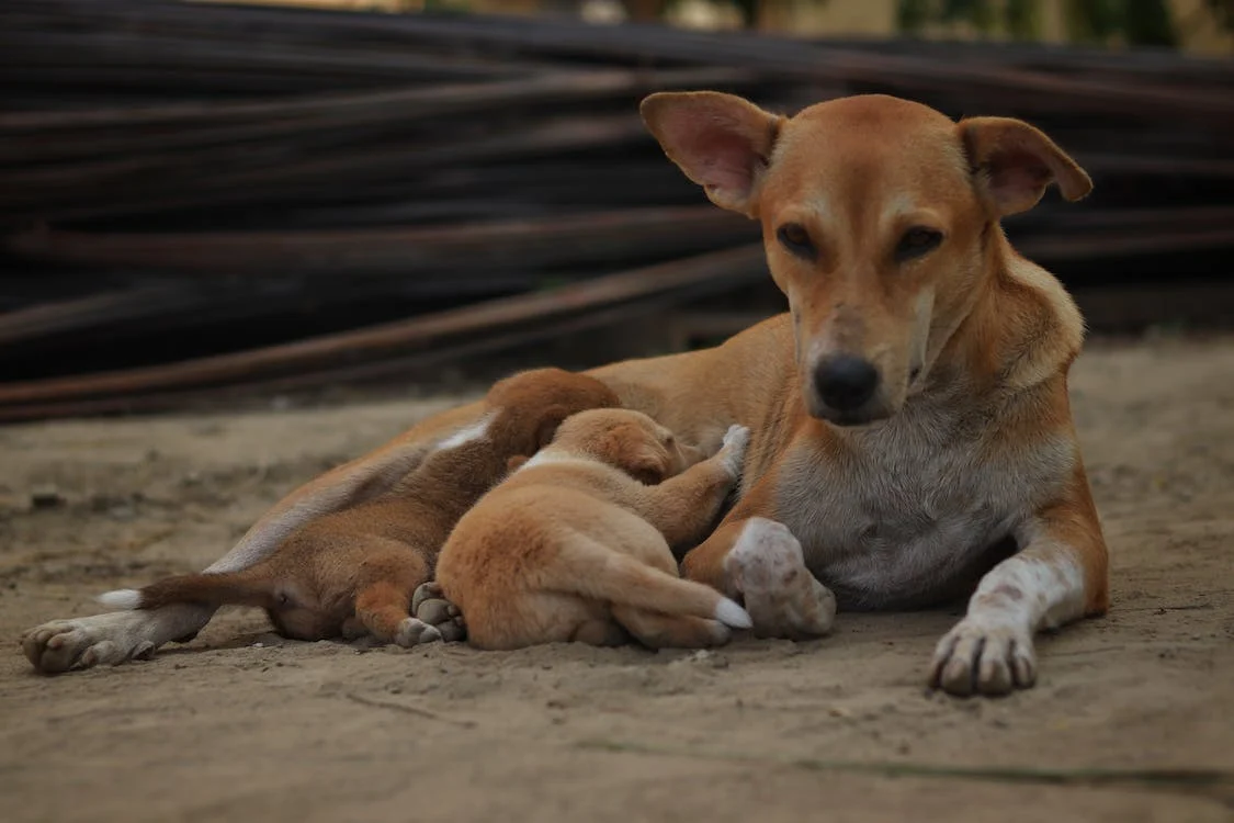 Pawsitive Vibes: Uplifting Stories and Encounters