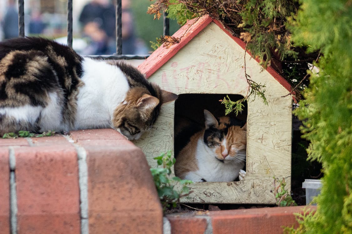 Safety First: Protecting Your Pet at Home