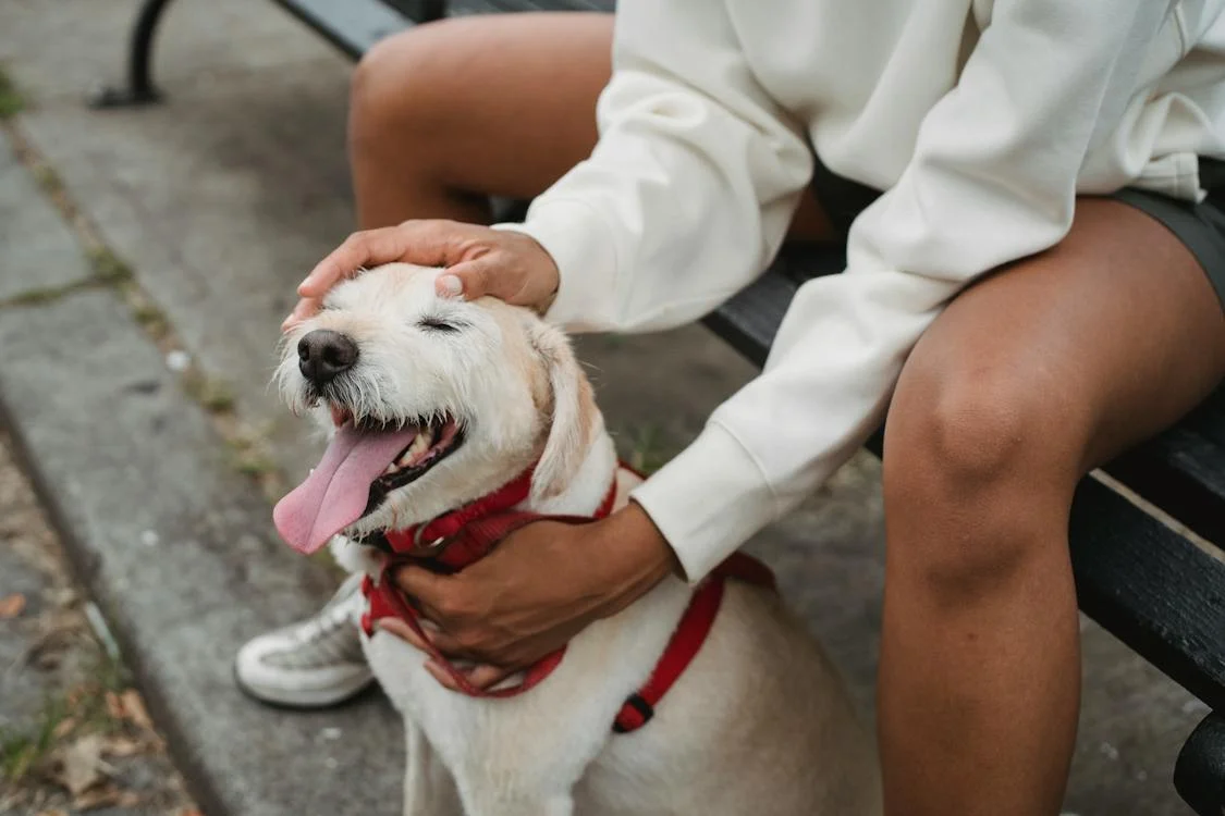 Pet Playdate Planning: Bringing Pets Together