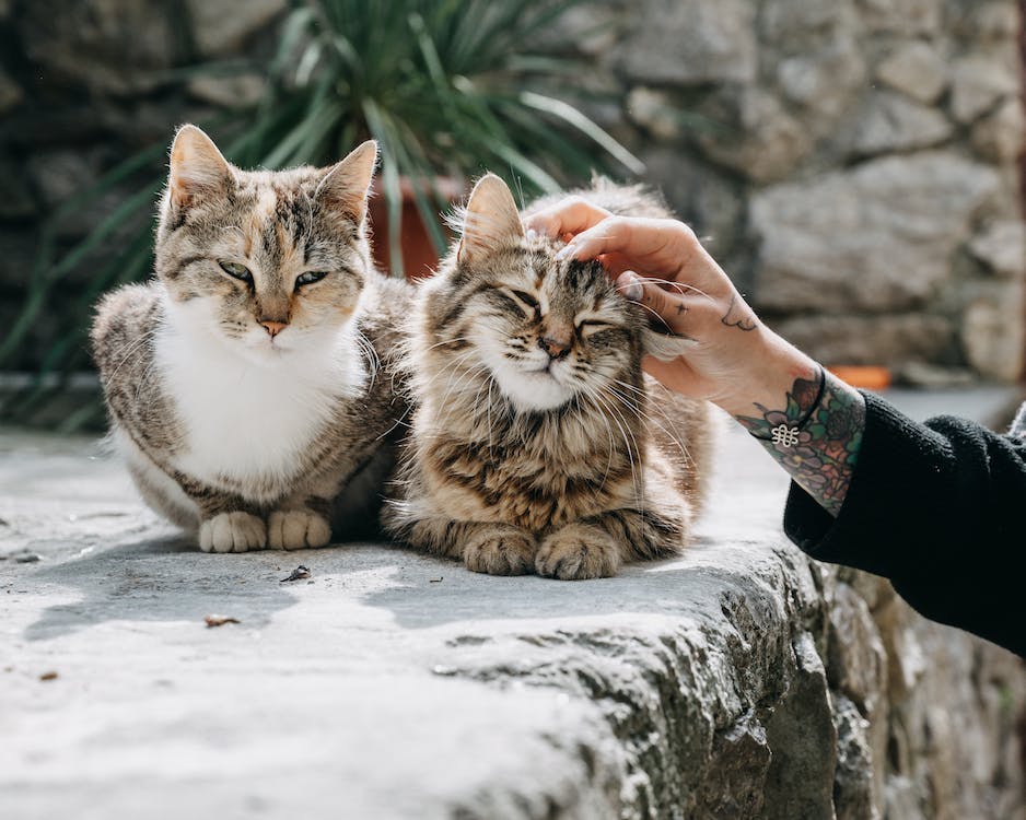 Fur-tastic Friendships: Connecting with Pet Lovers